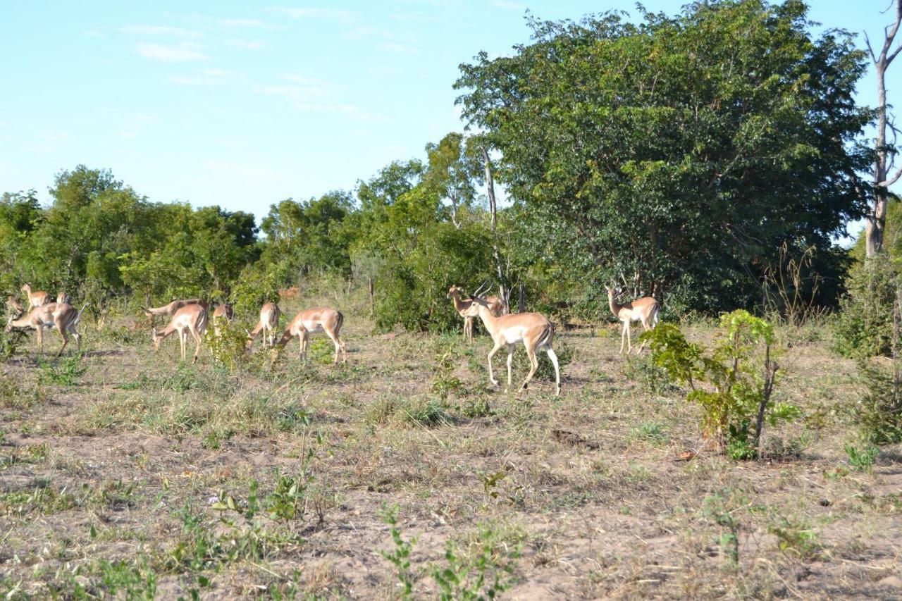 Chobe Sunset Chalets Lesoma エクステリア 写真