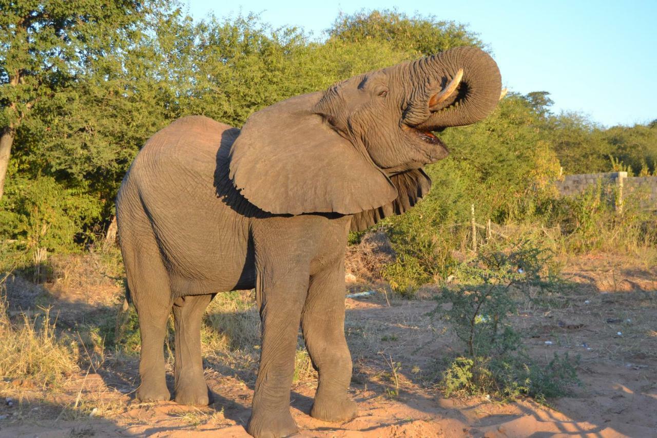 Chobe Sunset Chalets Lesoma エクステリア 写真