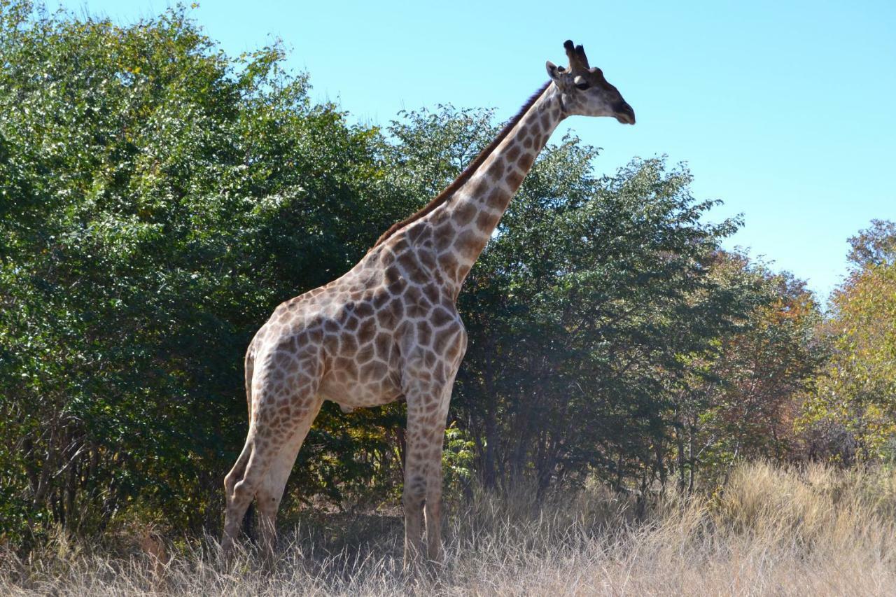 Chobe Sunset Chalets Lesoma エクステリア 写真