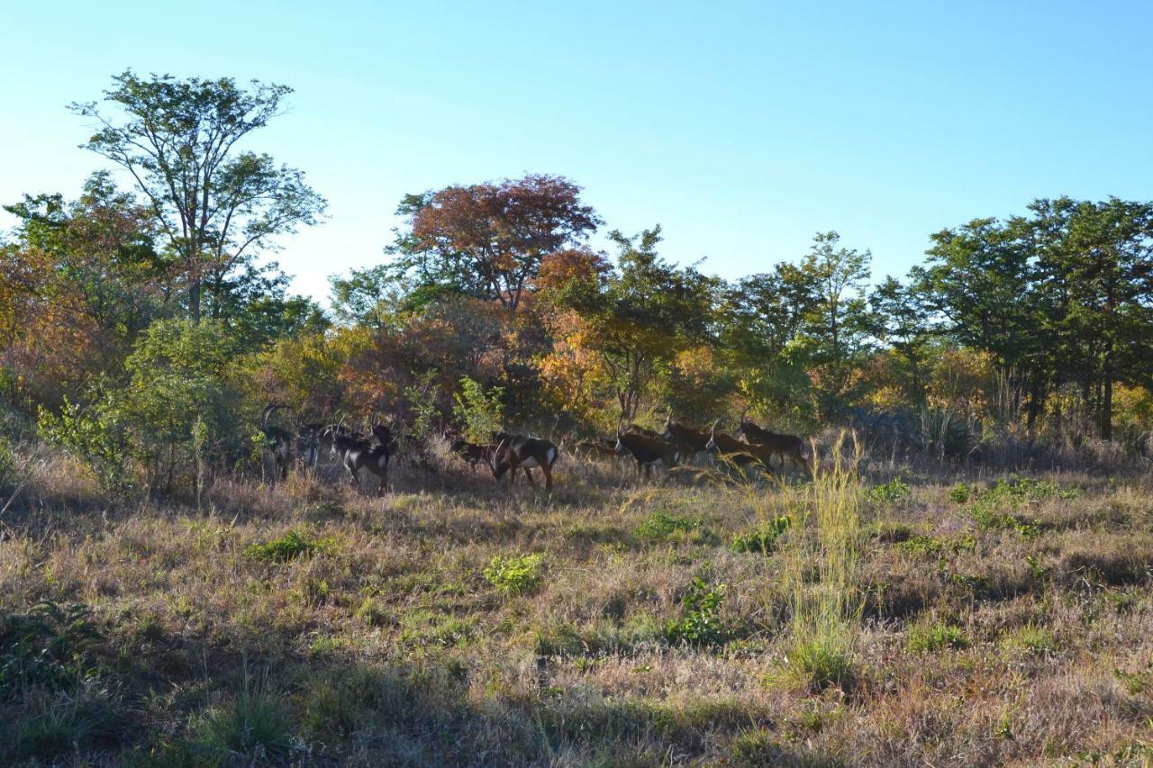 Chobe Sunset Chalets Lesoma エクステリア 写真
