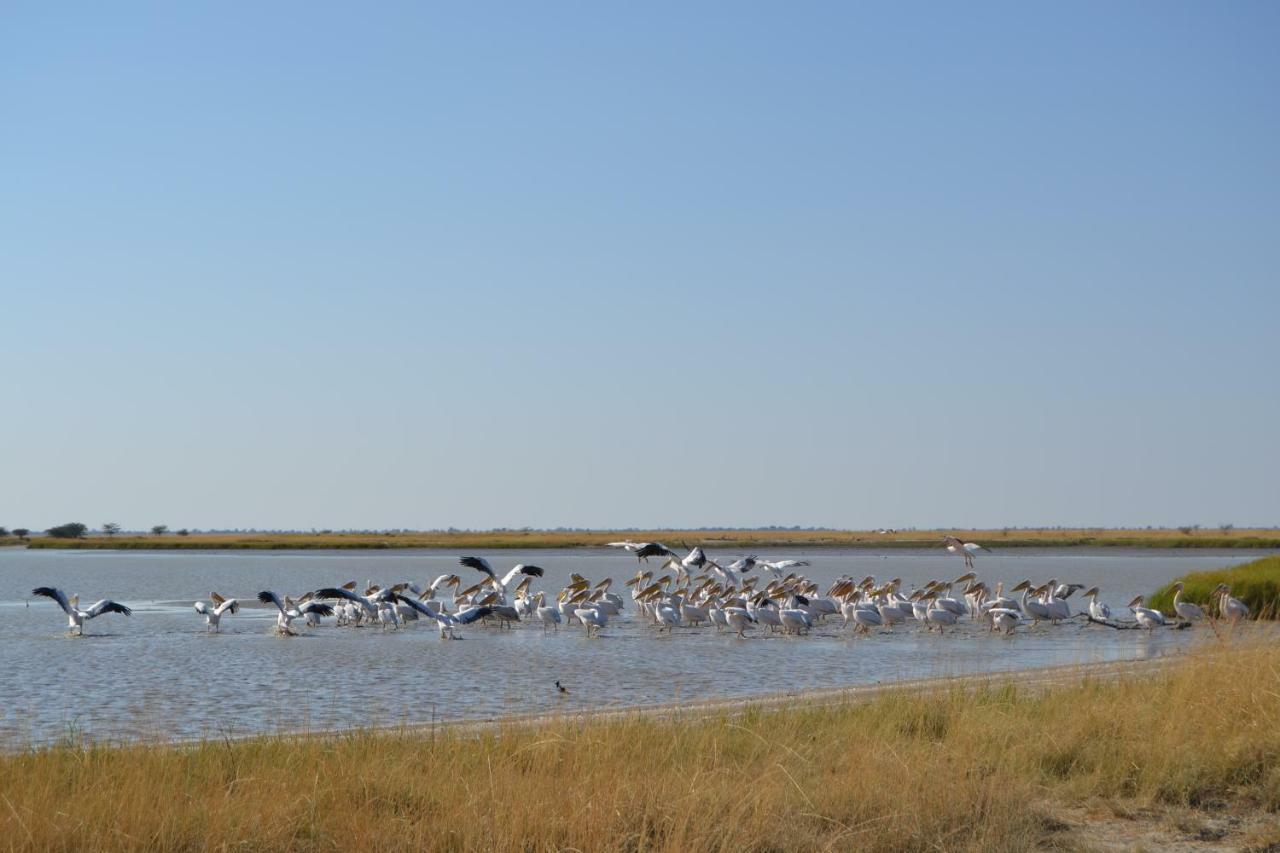 Chobe Sunset Chalets Lesoma エクステリア 写真