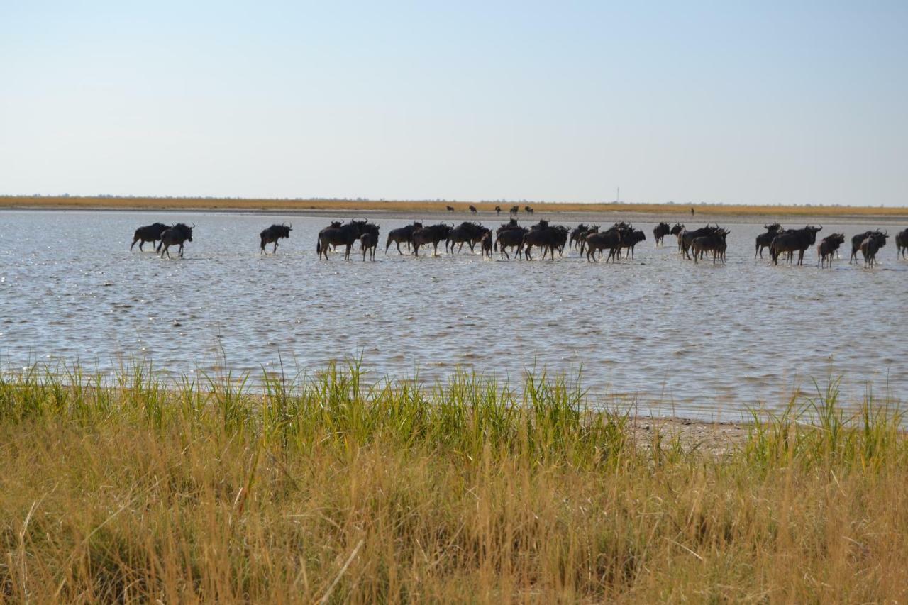 Chobe Sunset Chalets Lesoma エクステリア 写真